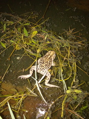 Rhinella limensis