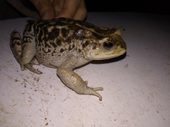 Rhinella limensis