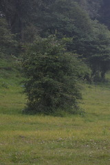 Crataegus gracilior