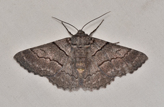 Hypobapta percomptaria