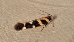 Macrobathra baliomitra