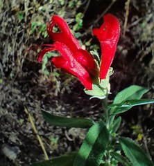 Salvia haenkei