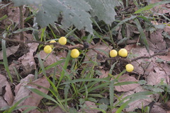 Solanum viarum