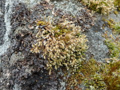 Hedwigia stellata