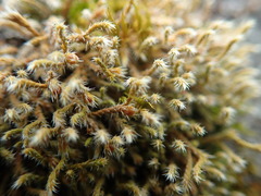 Hedwigia stellata
