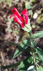 Salvia haenkei