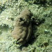 Obese Ascidian - Photo (c) Harry Rosenthal, some rights reserved (CC BY-NC), uploaded by Harry Rosenthal