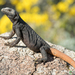 Common Chuckwalla - Photo (c) bryan-maltais, some rights reserved (CC BY-NC), uploaded by bryan-maltais