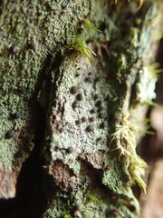 Micarea prasina