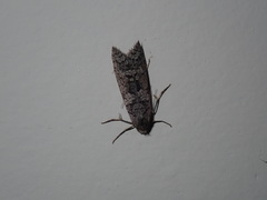 Lepidoscia heliochares