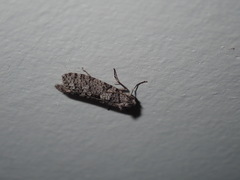 Lepidoscia heliochares