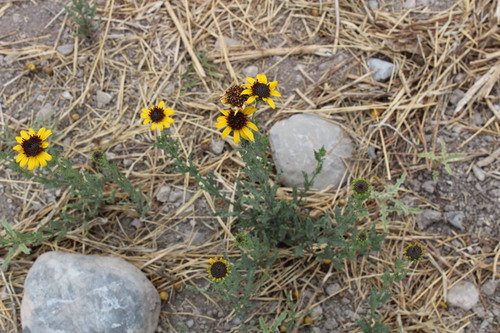 Image of Helianthus laciniatus by (c) Francisco Martínez González, some rights reserved (CC BY-SA)