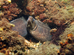 Gymnothorax pseudothyrsoideus