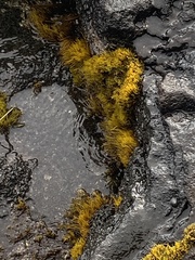 Ahnfeltiopsis concinna