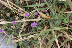 Dyschoriste linearis