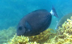 Prionurus microlepidotus