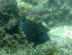 Prionurus microlepidotus