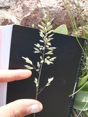 Poa fendleriana