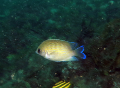 Mecaenichthys immaculatus