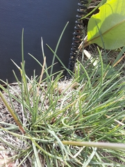 Poa fendleriana