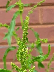 Rumex patientia