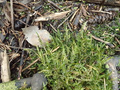 Fontinalis neomexicana