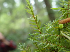 Fontinalis neomexicana