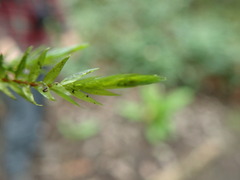 Fontinalis neomexicana