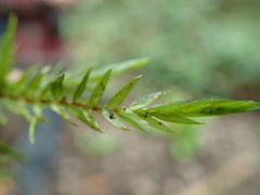 Fontinalis neomexicana