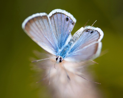 Echinargus isola