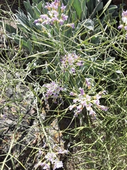 Phoenicaulis cheiranthoides