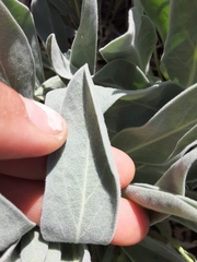 Phoenicaulis cheiranthoides