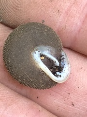 Inflectarius smithii