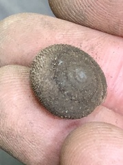 Inflectarius smithii