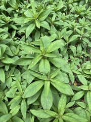 Lysimachia clethroides