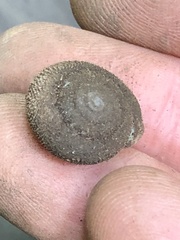 Inflectarius smithii