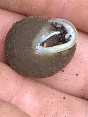 Inflectarius smithii