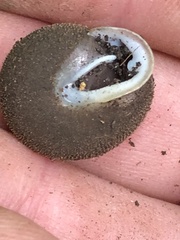 Inflectarius smithii