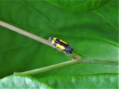 Ptosima gibbicollis