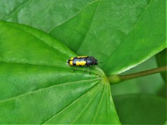 Ptosima gibbicollis