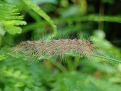 Lymantria xylina