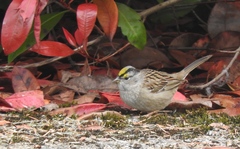 Zonotrichia leucophrys × atricapilla