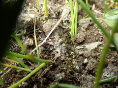 Riccia beyrichiana