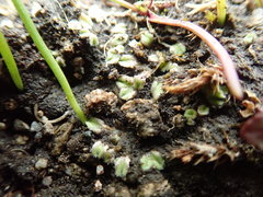 Riccia beyrichiana
