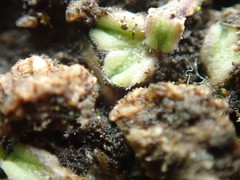 Riccia beyrichiana