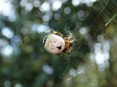 Bijoaraneus