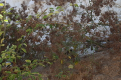 Salpianthus macrodontus