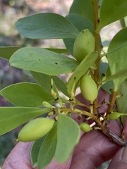 Persoonia elliptica