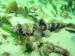Platycephalidae
