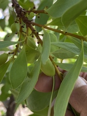 Persoonia elliptica